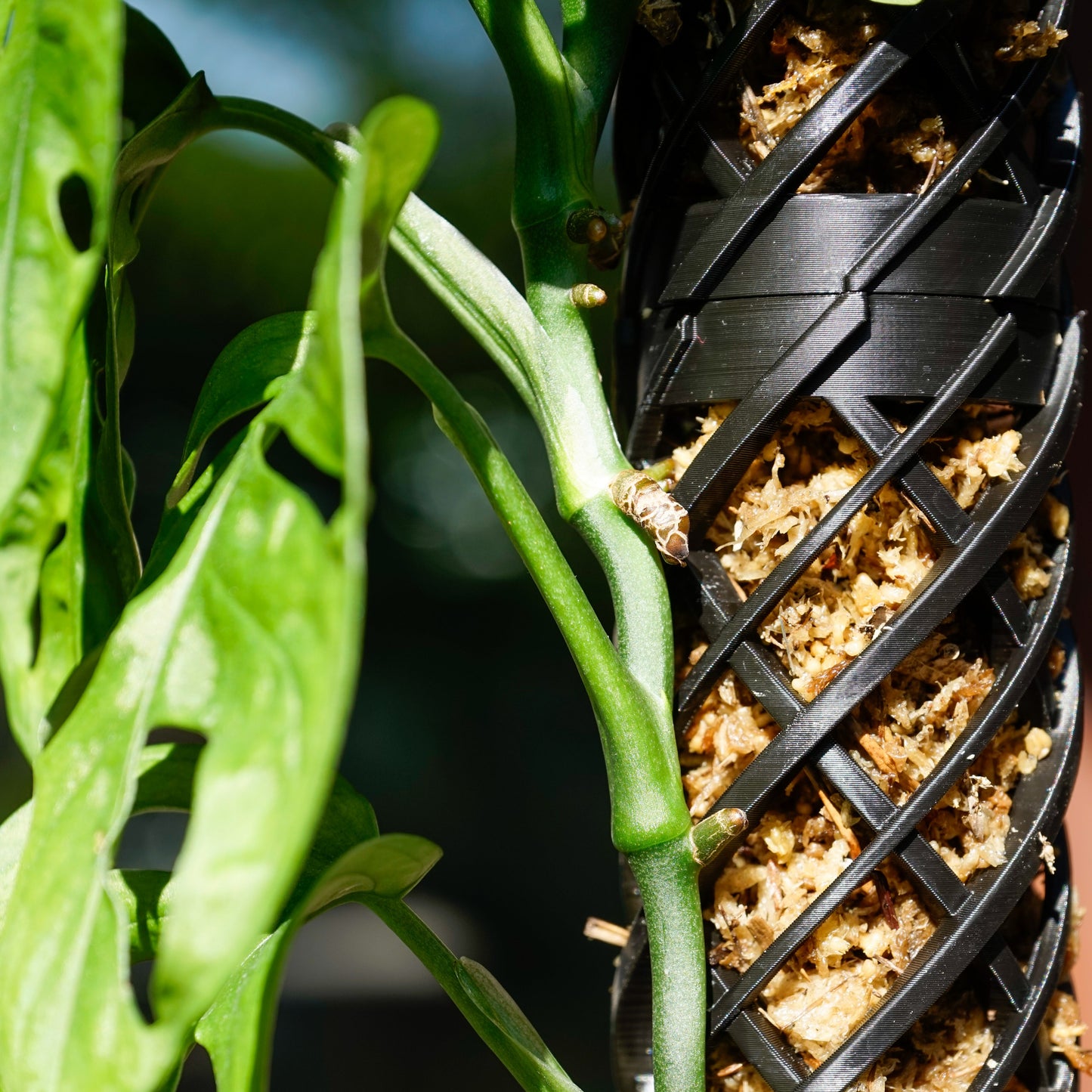 Erweiterung für Helix Moosstab MeltingMatter