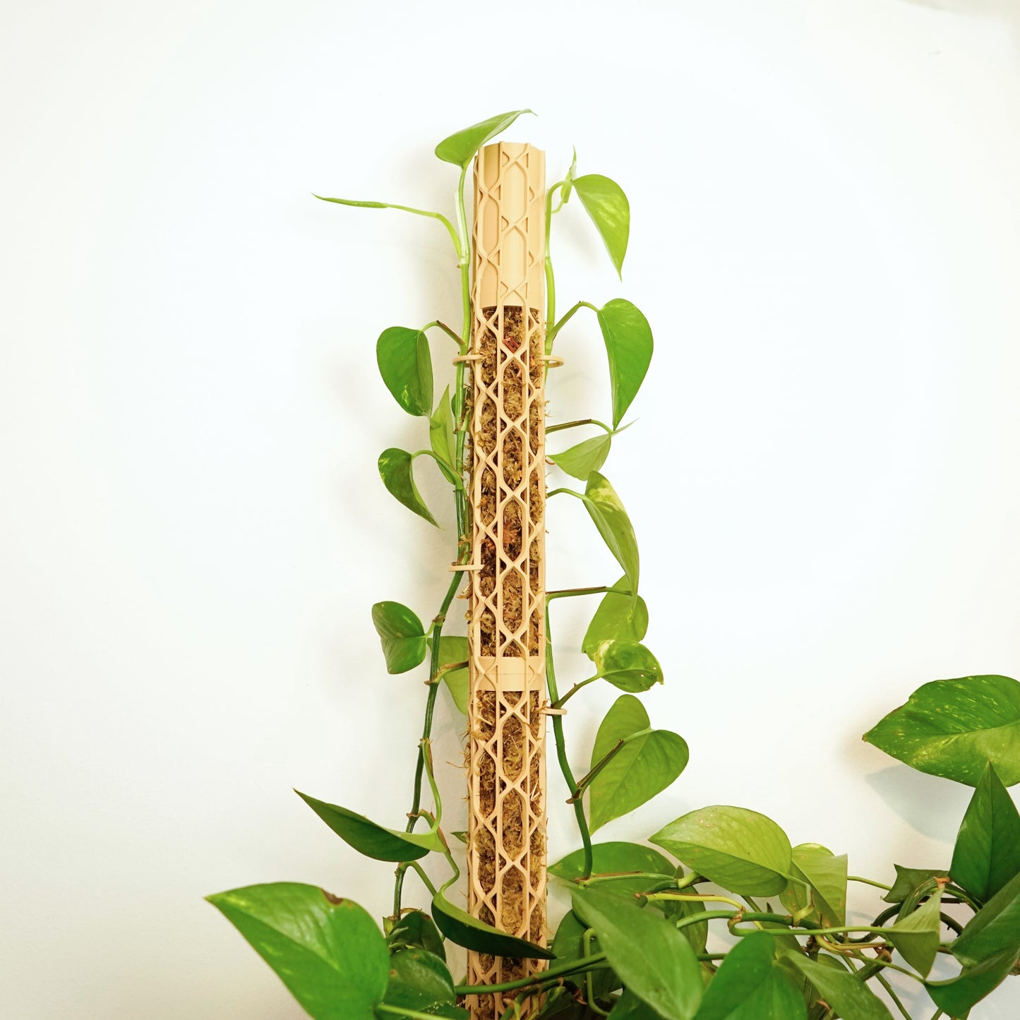 Nexus Moosstab Set, Rankhilfe für Zimmerpflanzen MeltingMatter