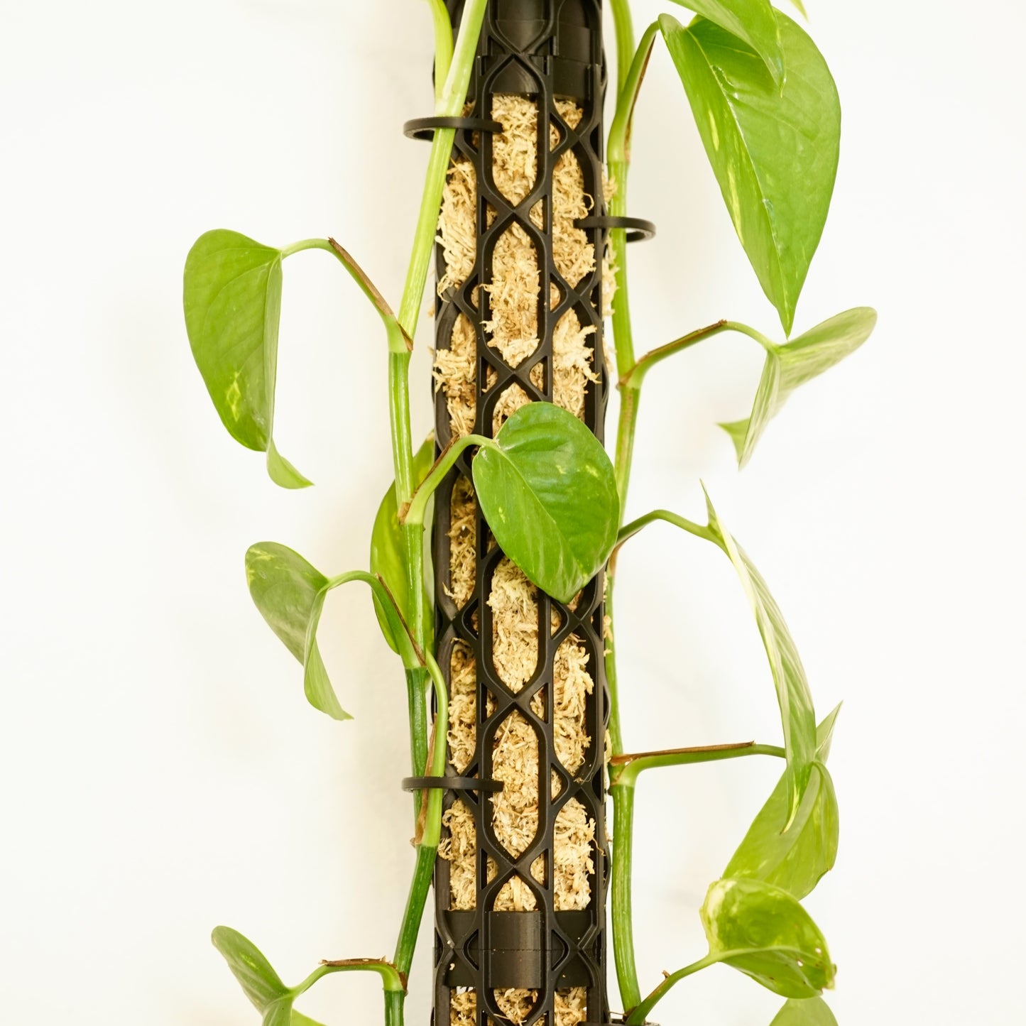 Nexus Moosstab Set, Rankhilfe für Zimmerpflanzen MeltingMatter