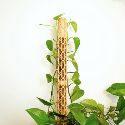 Nexus Moosstab Set, Rankhilfe für Zimmerpflanzen MeltingMatter