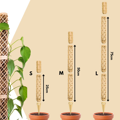 Nexus Moosstab Set, Rankhilfe für Zimmerpflanzen MeltingMatter