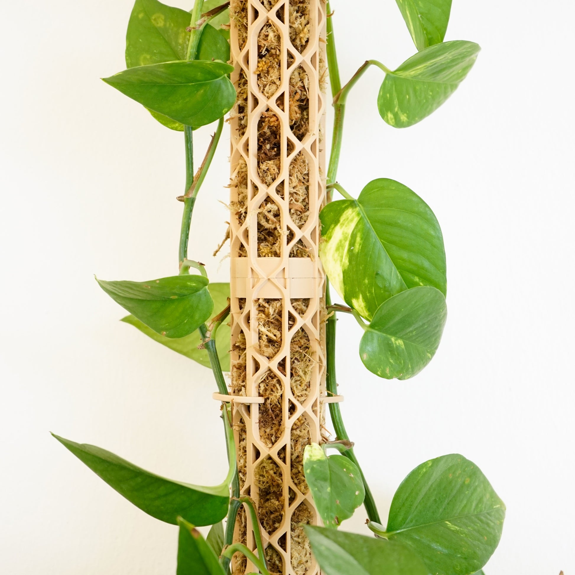 Nexus Moosstab Set, Rankhilfe für Zimmerpflanzen MeltingMatter