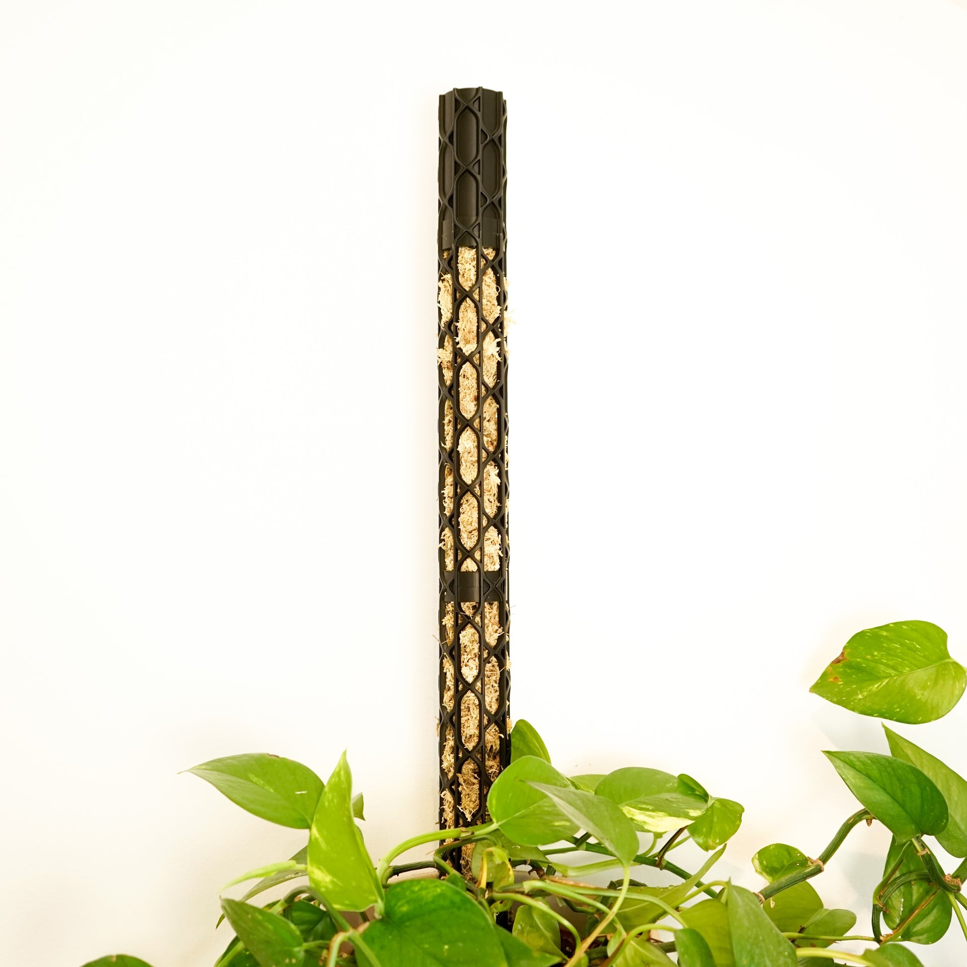 Nexus Moosstab Set, Rankhilfe für Zimmerpflanzen MeltingMatter