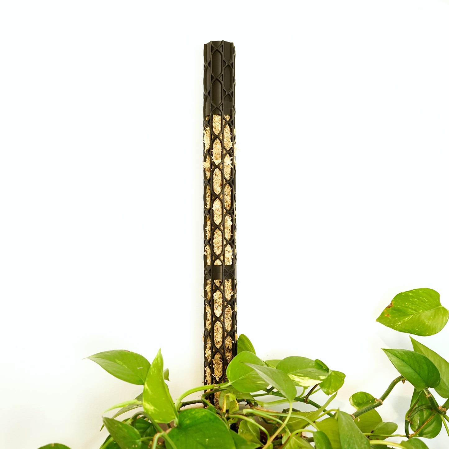 Nexus Moosstab Set, Rankhilfe für Zimmerpflanzen MeltingMatter