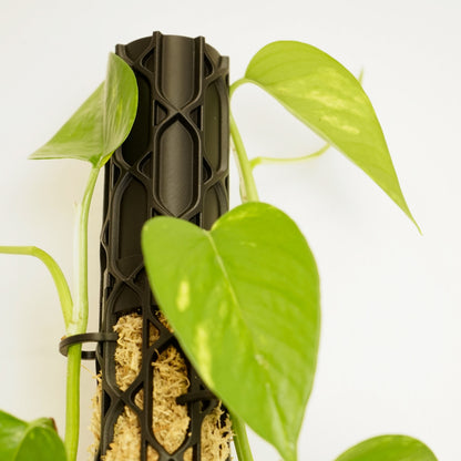 Nexus Moosstab Set, Rankhilfe für Zimmerpflanzen MeltingMatter