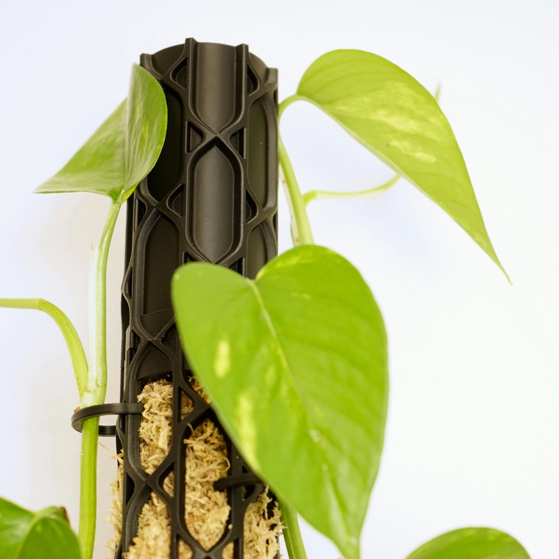 Nexus Moosstab Set, Rankhilfe für Zimmerpflanzen MeltingMatter