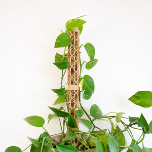 Nexus Moosstab Set, Rankhilfe für Zimmerpflanzen MeltingMatter