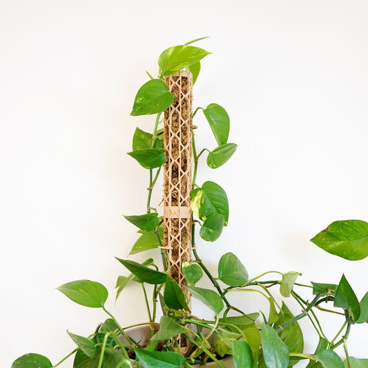 Nexus Moosstab Set, Rankhilfe für Zimmerpflanzen MeltingMatter