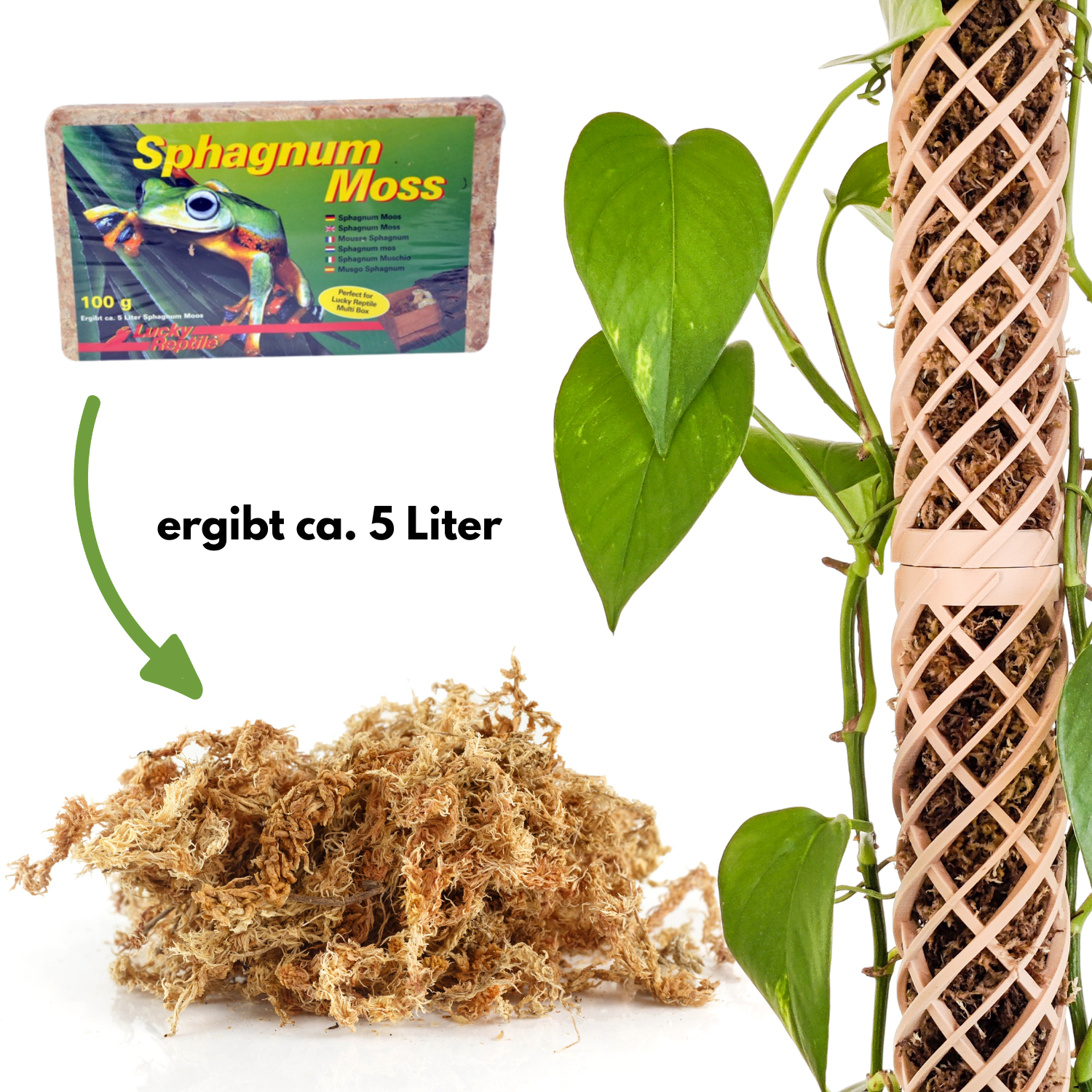 Helix Moosstab Set, Rankhilfe für Zimmerpflanzen MeltingMatter