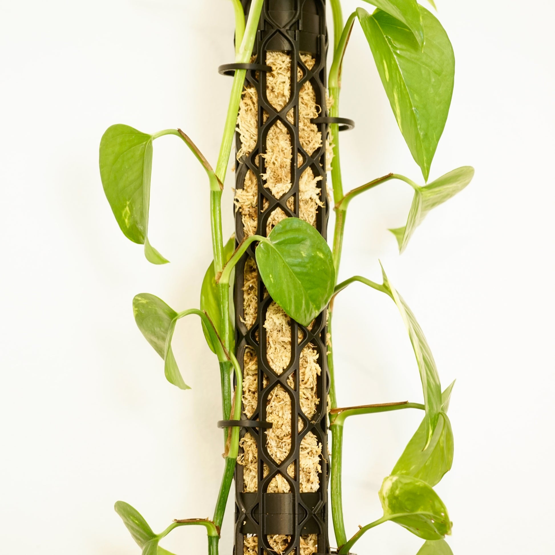 Nexus Moosstab Set, Rankhilfe für Zimmerpflanzen MeltingMatter