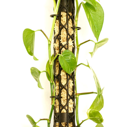 Nexus Moosstab Set, Rankhilfe für Zimmerpflanzen MeltingMatter