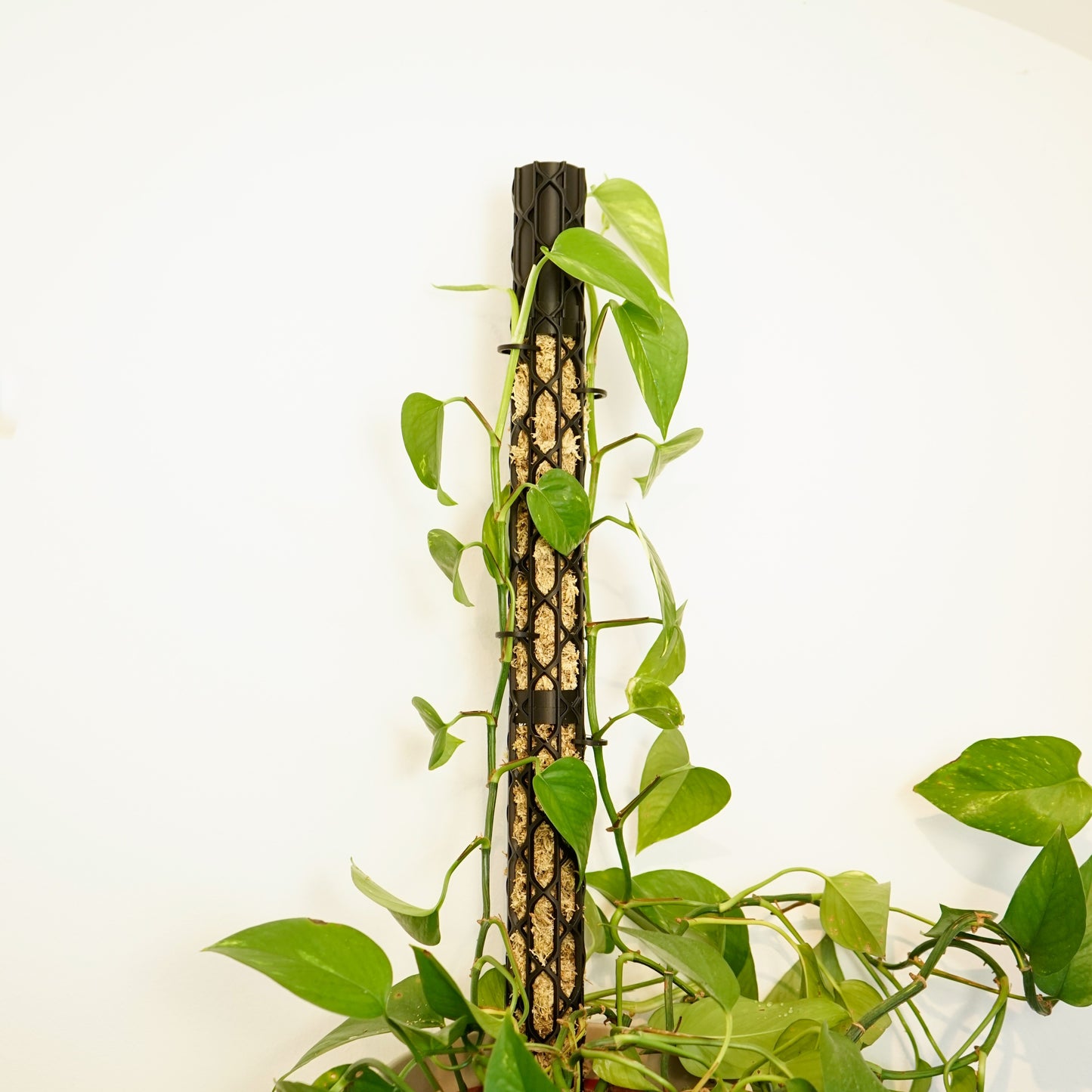 Nexus Moosstab Set, Rankhilfe für Zimmerpflanzen MeltingMatter