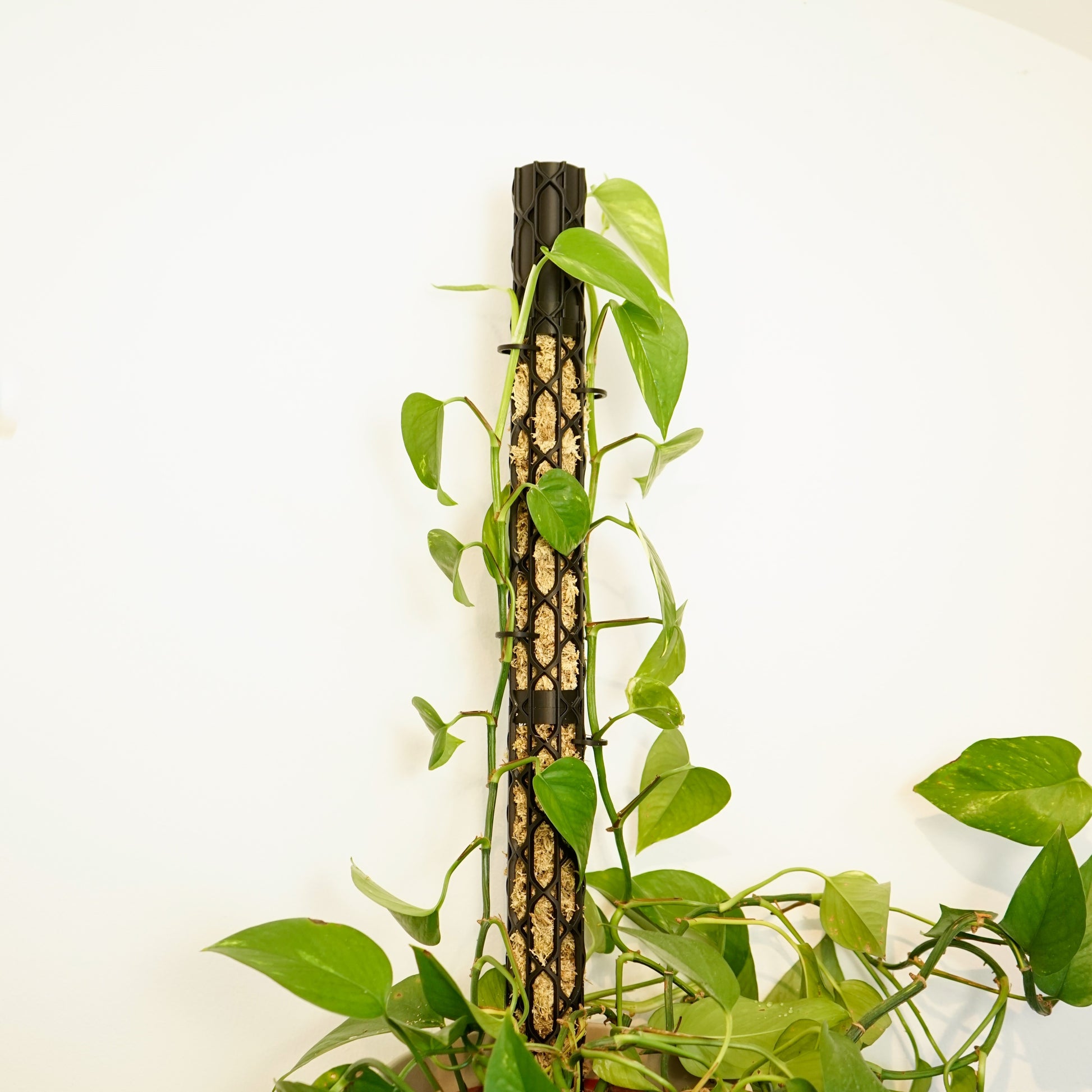 Nexus Moosstab Set, Rankhilfe für Zimmerpflanzen MeltingMatter