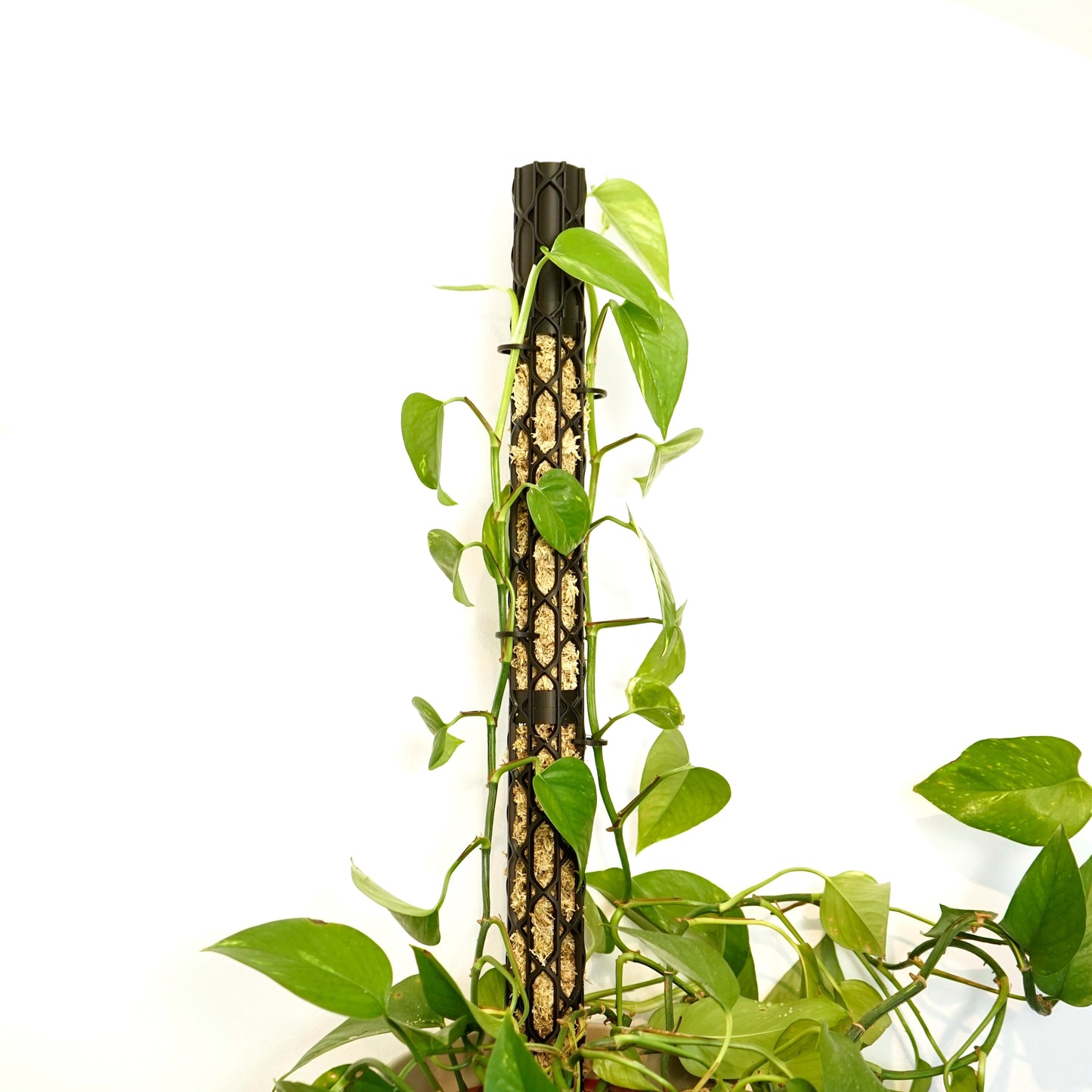 Nexus Moosstab Set, Rankhilfe für Zimmerpflanzen MeltingMatter